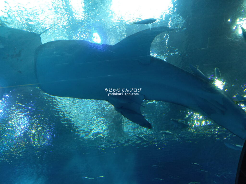 美ら海水族館の黒潮の海