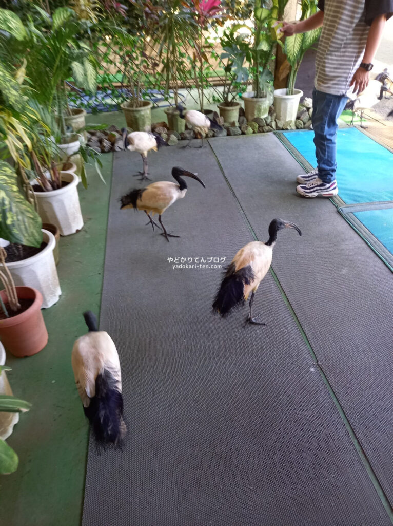 ネオパークオキナワの餌やり