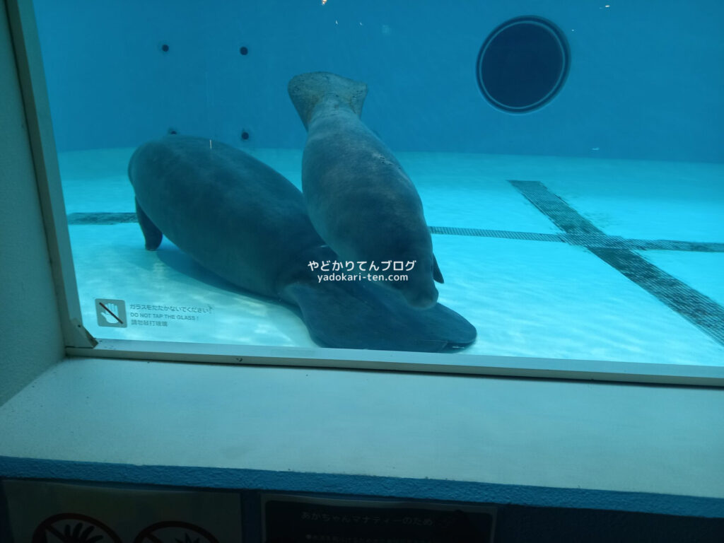 美ら海水族館のマナティー